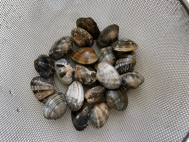 あさりは砂抜きをしてから殻付きのまま冷凍保存がおすすめ！あさりの保存方法を解説 - ハイアール LIFE STYLE
