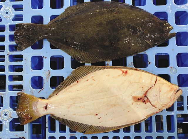 カレイの特徴・生態！生息地やヒラメとの違いなどSlow Surf Style スローサーフスタイル