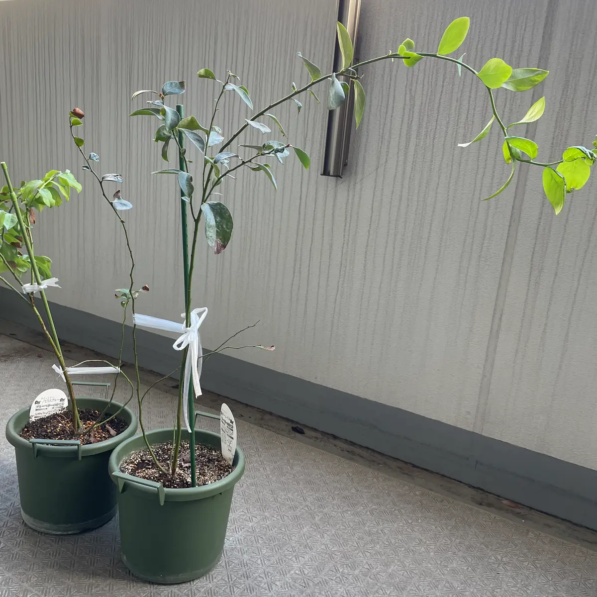 株分け出来るサッカーの活用＠ブルーベリー : ブルーベリーの育て方& 栽培 ブルーベリー ノート BlueBerryNote