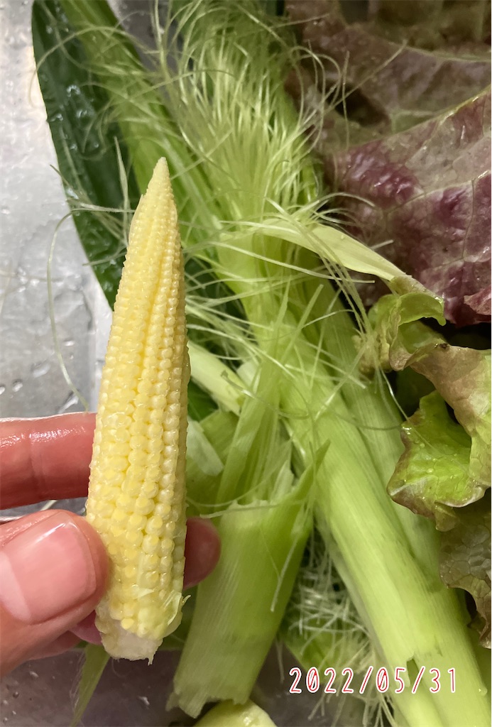 発芽失敗ポットトウモロコシ あまいバンダムDX 種2016夏 - 家庭菜園ティスト家庭菜園ティスト
