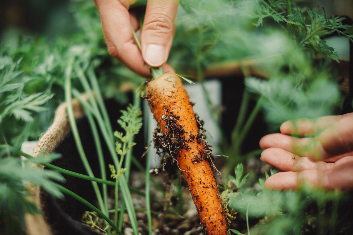 栽培セット BAGASSE GREEN バガスグリーン 栽培キット グリーン 野菜 ラディッシュ ミニキャロット レタス サラダホウレンソウ ネギミニトマト かわいい