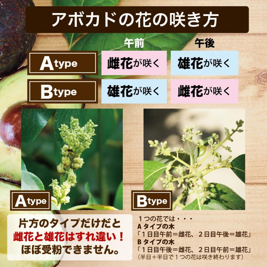 アボカドの種から水耕栽培する方法手順とコツ、発芽後の育て方もHanaSaku