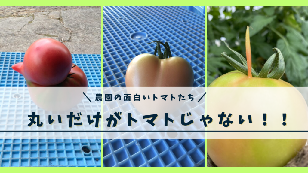 トマト おもしろデザイン Tシャツ : うえきたや - 通販 - Yahoo!ショッピング