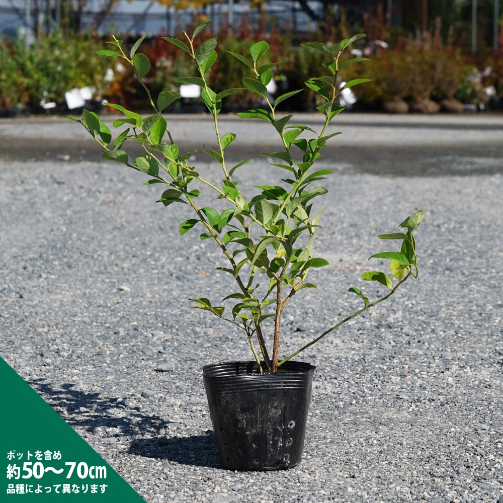 観葉植物 ブルーベリー 実付きが良くなる２株栽培セット！ ラビットアイ系 品種おまかせ２鉢家庭菜園 果物 収穫北海道冬季発送不可 群馬県千代田町 インテリア ナチュラル 自然 プレゼント ギフト 贈答用 送料無料 趣味 風水 緑 人気 オススメ 初心者 玄関 自家栽培