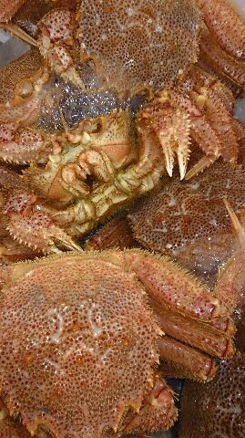 まとめ カニが泡を吹く理由は呼吸困難の合図！ – マリブ 水槽メンテナンス神奈川 海水専門レンタル・買取り・代行