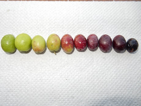 緑の宝石、オリーブの収穫!シチリアからの風 ~マンマに教わったとっておきレシピ~ - withレモン