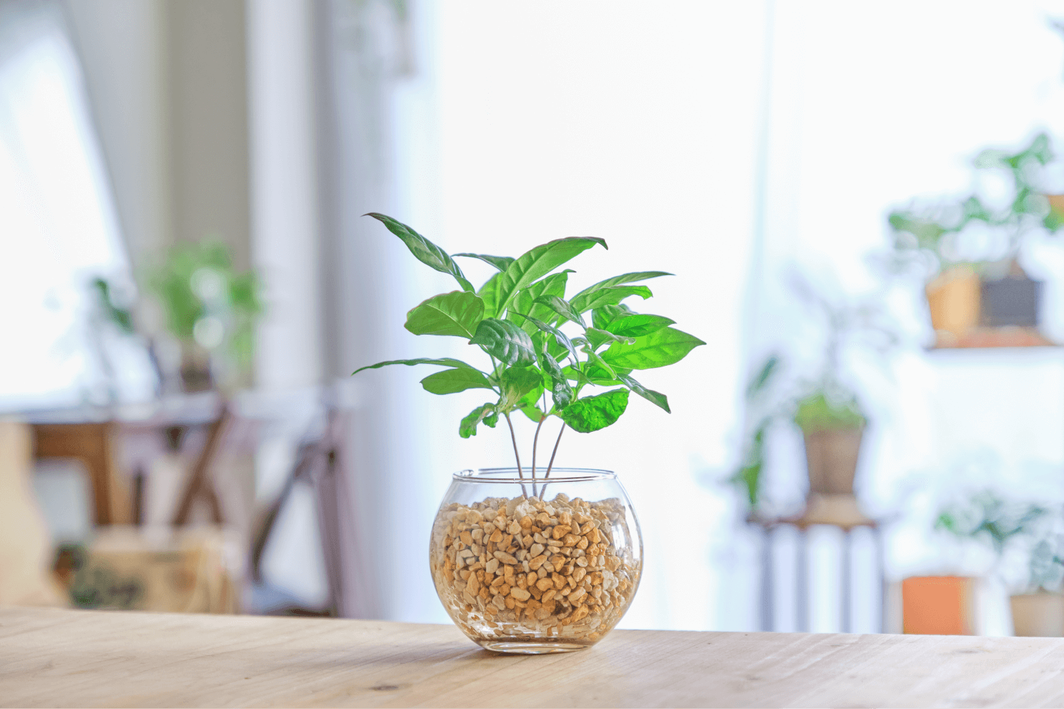 コーヒーの木の育て方難易度は高め？水やり頻度やおすすめ用土は？🍀GreenSnap グリーンスナップ