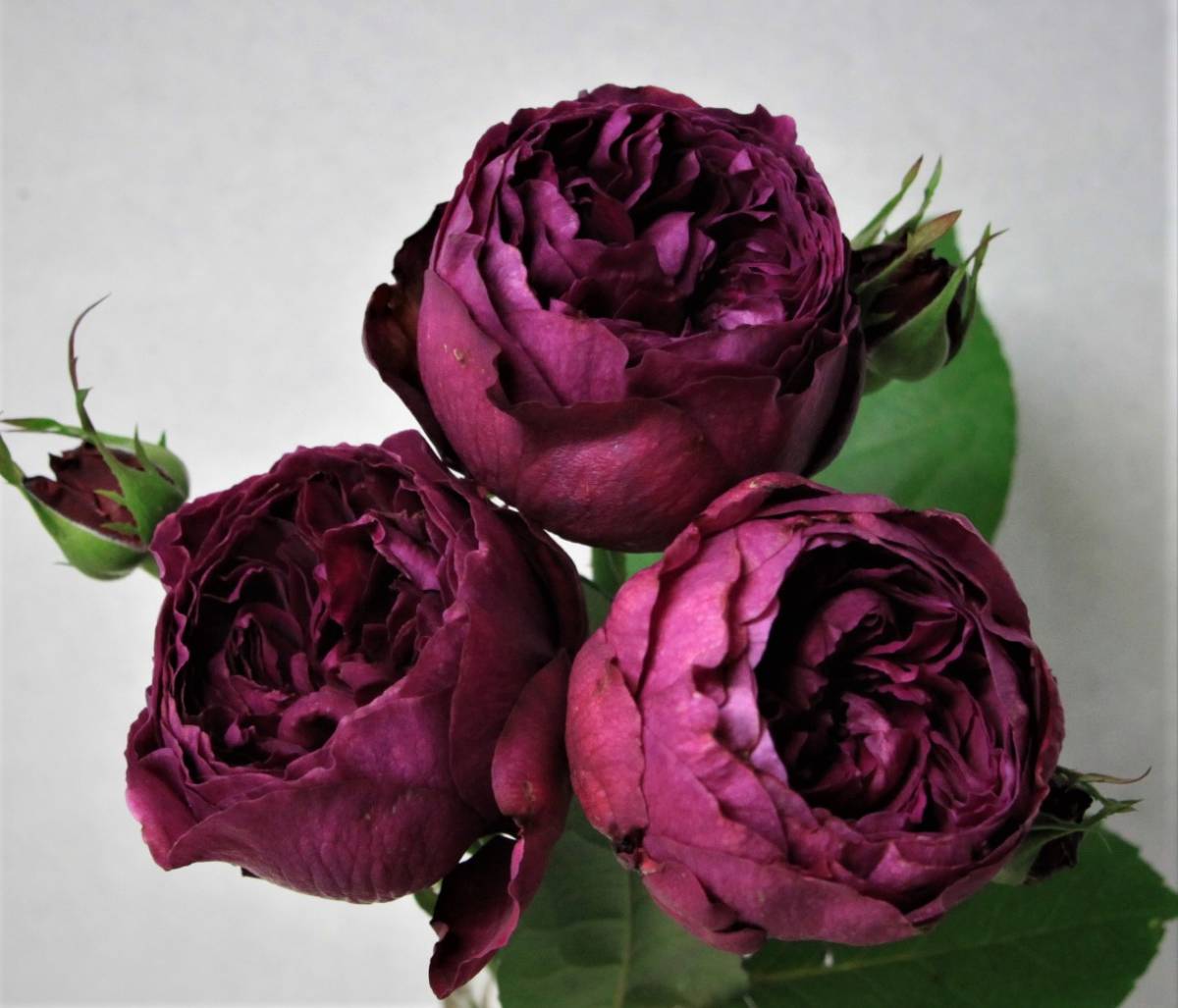 ボルドーカラーのトルコキキョウ