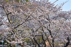 吉野山 萬松堂のさくら羊羹 2本入りならわし narawashi 送料無料 奈良 通販 スイーツ 名物