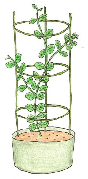 初心者必見！ ピーマンの支柱立て3つの簡単な方法