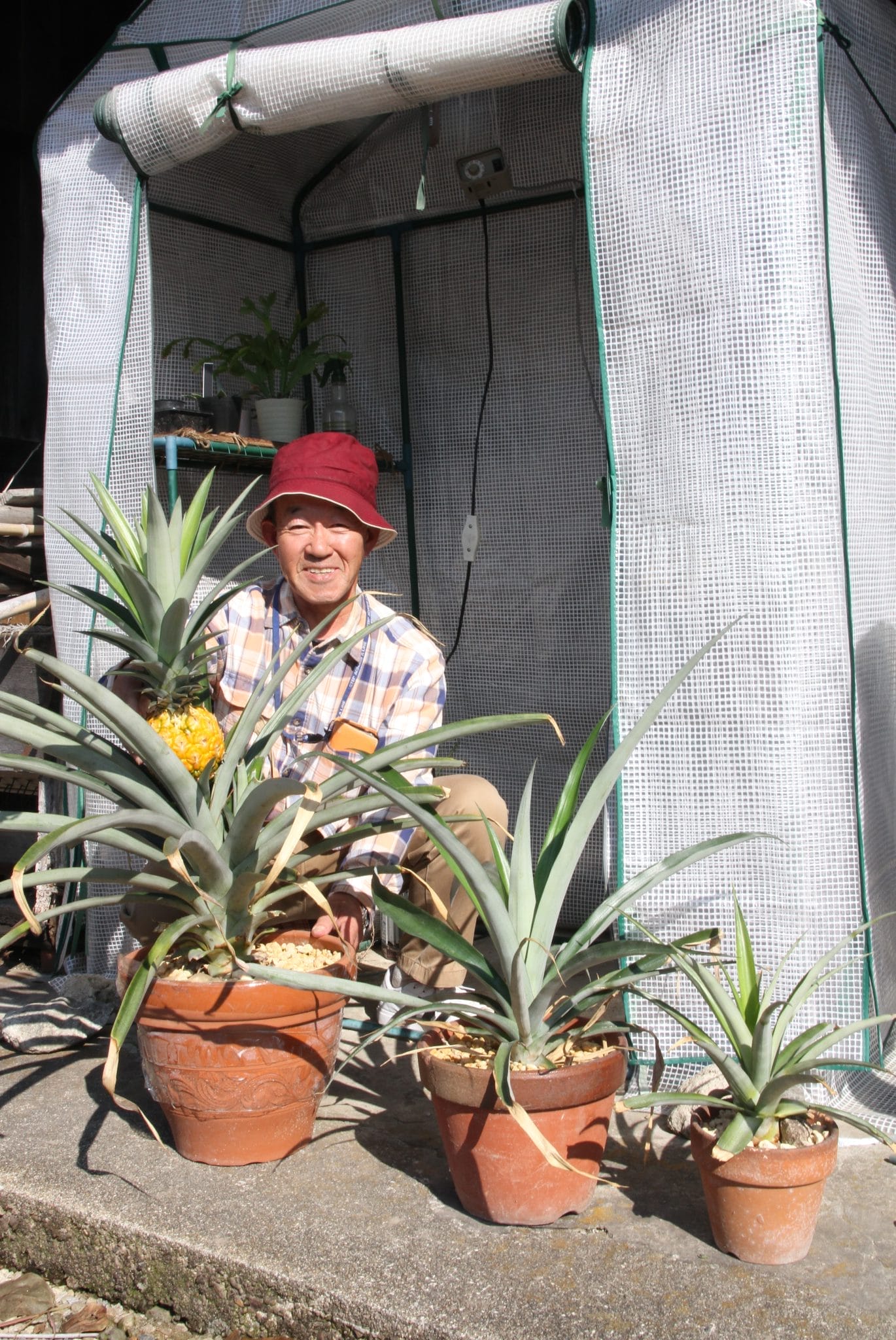 果樹栽培パイナップルの育て方 美味しい果実を収穫するための管理のコツ植物とあなたをつなぐPlantia