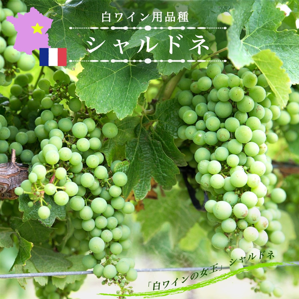 楽天市場シャルドネ白ワイン用ぶどう 1年生接木苗 ウィルスフリー予約販売 12月～翌年1月頃入荷予定 : 苗木部 ｂｙ 花ひろばオンライン