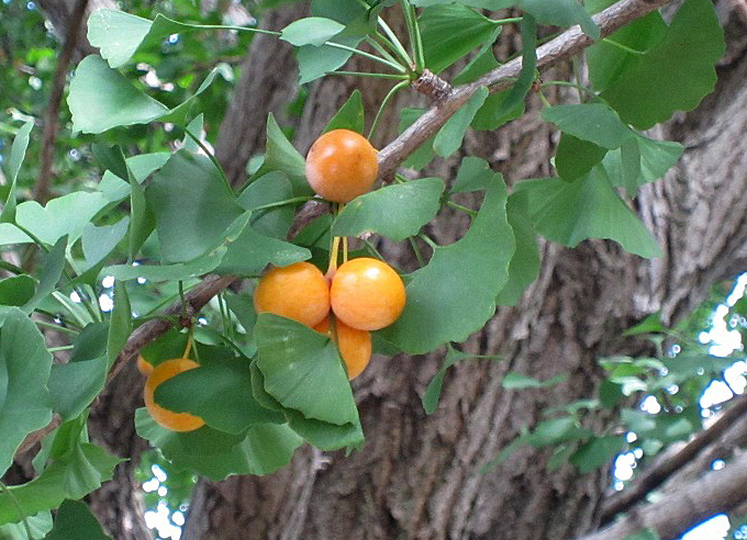 秋の風景としても、秋の味覚としても業務用野菜のベジクル