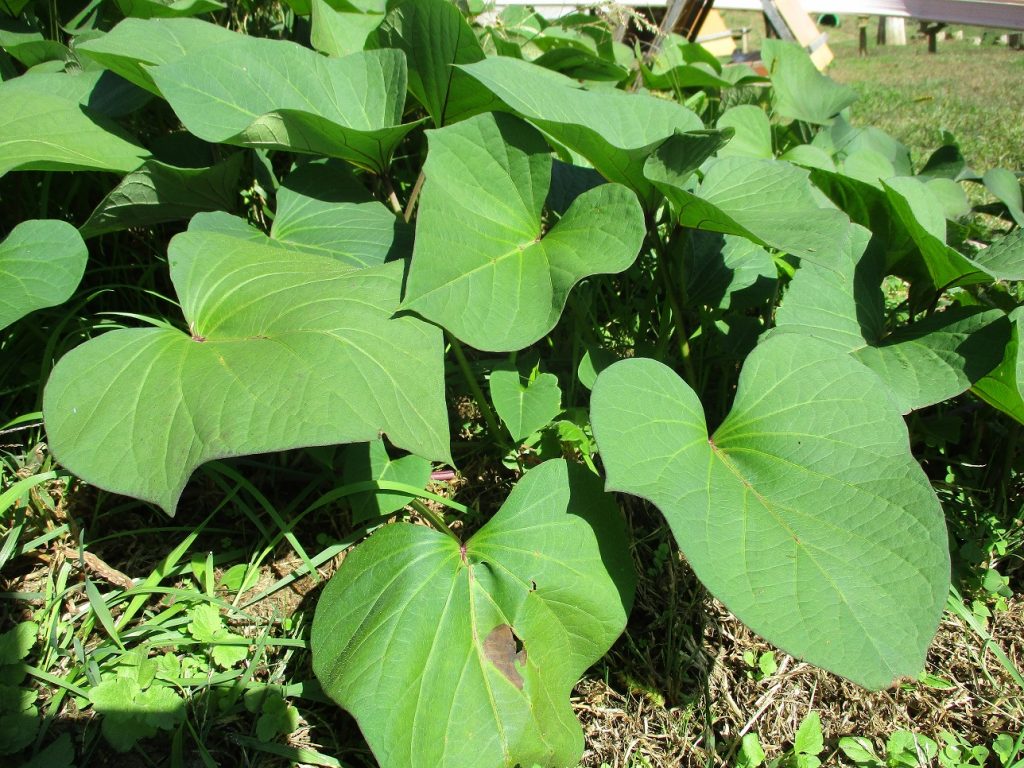 失敗しないさつまいもの育て方とは？栽培の手順と収穫・保存方法、害虫や病気まで、家庭で育てるコツを徹底解説 - みんなのブログ体験農園なら貸し農園 市民農園 のシェア畑