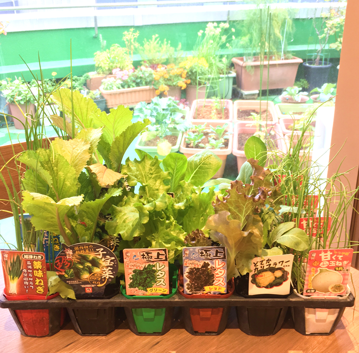 秋から始める家庭菜園初心者でも簡単！準備や育て方のポイントとは？ – UETE