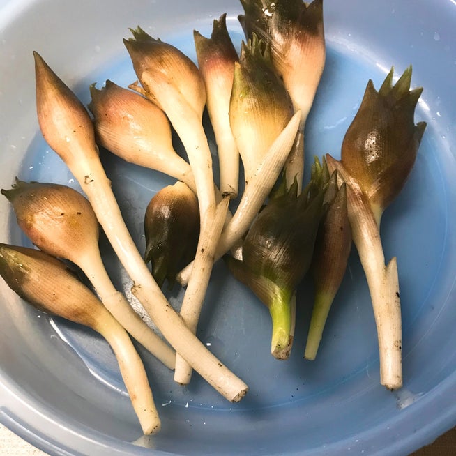 みょうがの忘れ物 : ひとり言