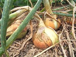 タマネギ - Wikipedia