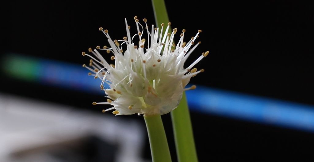 ネギのタネ世界の作場から株式会社トーホク