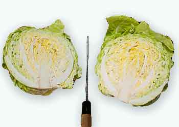 キャベツの切り方千切り・ざく切り・芯の取り方、切り方別のおすすめ料理も紹介 - トクバイニュース