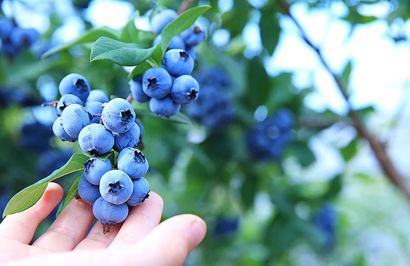 55 件の「青い食べ物 好きですが何か 」のアイデアを今すぐ保存食べ物、料理 レシピ、スイーツ など