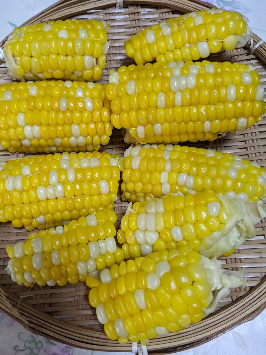 農作物に食害起こすガ「ツマジロクサヨトウ」 沖縄の５市町村で幼虫確認 サトウキビやトウモロコシに被害沖縄タイムス＋プラス