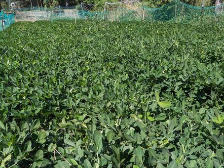 ラッカセイ 落花生 の育て方と栽培のコツやまむファーム