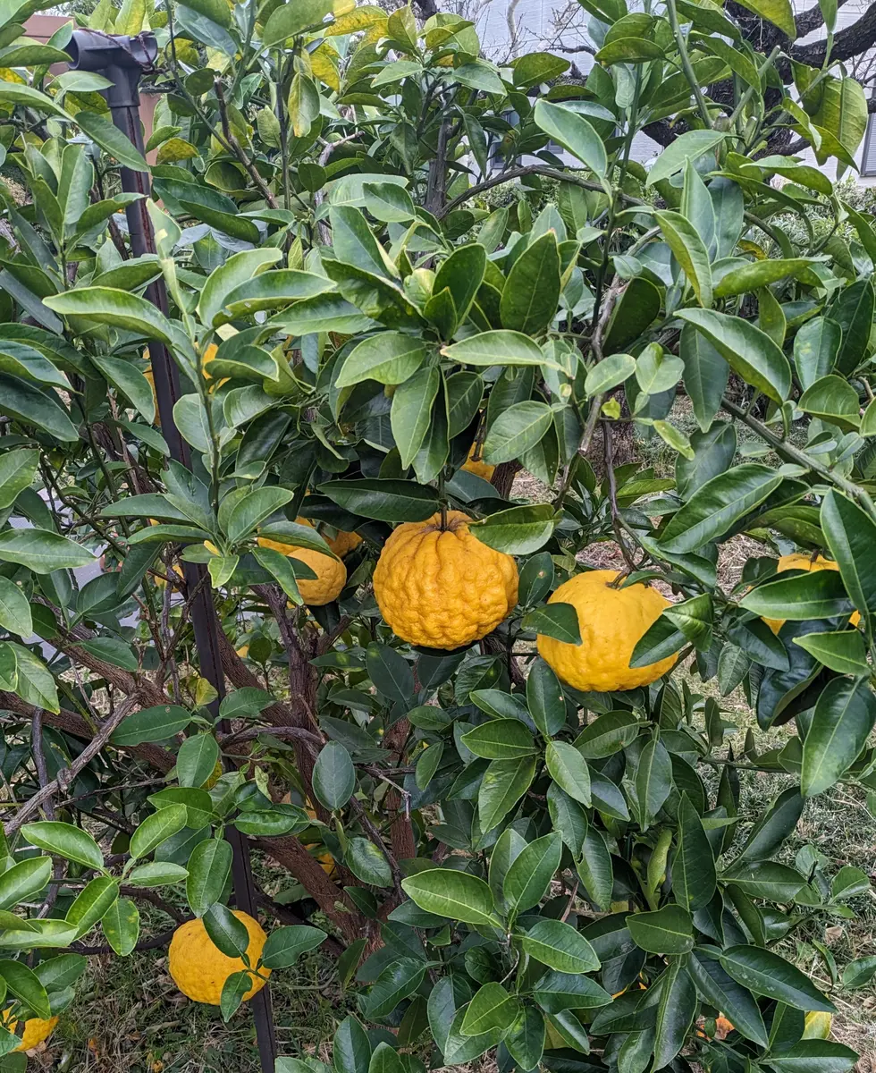 獅子柚子 シシユズ または鬼柚子 オニユズ ：旬の果物百科