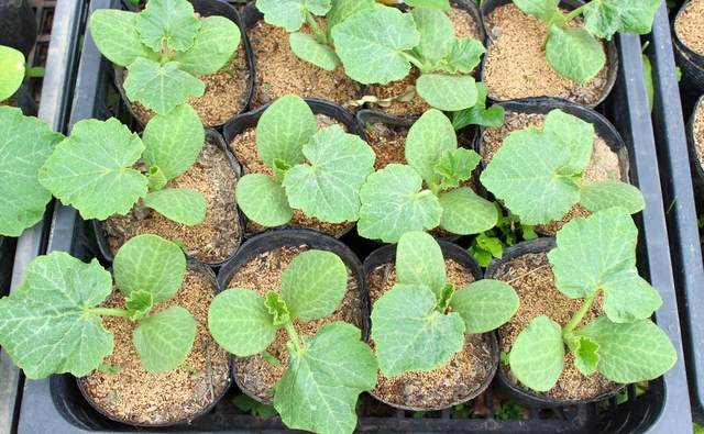 秋植え野菜で家庭菜園を楽しもう！プランターで育てやすい野菜の種類を紹介Shufoo!プラス