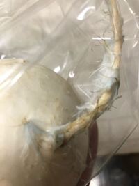 大根にカビ?小林裕美子オフィシャルブログ Powered by Ameba