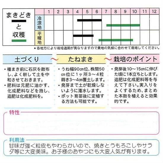 とうもろこしをポットで育苗→畑に定植！栽培記録2022 - 小庭菜園〜自然農法でやさい作り