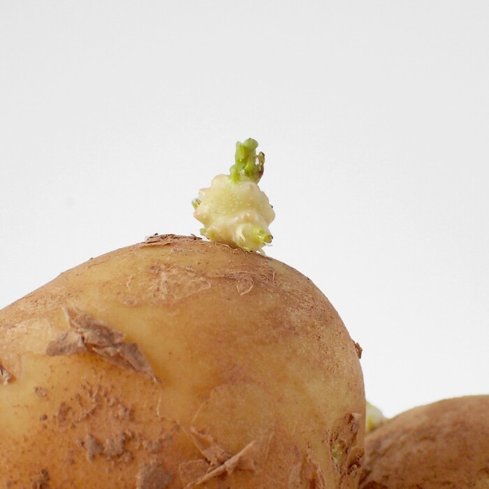 芽の出たジャガイモの断面の写真素材22444024- PIXTA