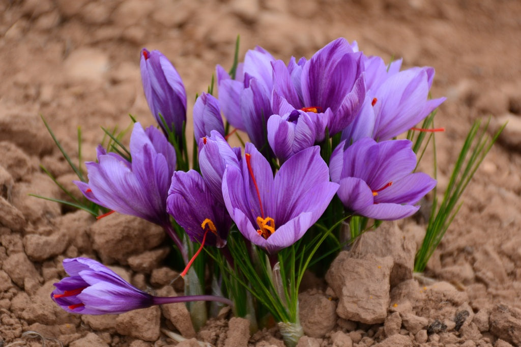 香辛料 サフランの育て方と花や葉など植物の特徴をわかりやすく解説