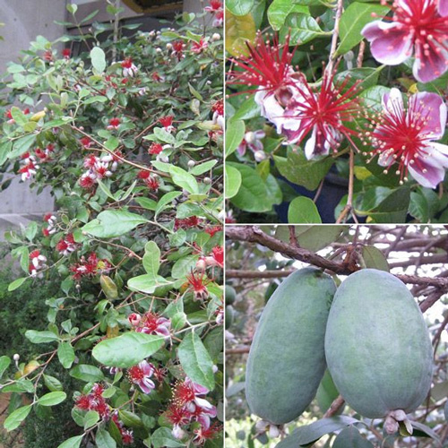 フェイジョア 遂に実が落下！収穫後の追熟期間はどのくらい？ - アタマの中は花畑