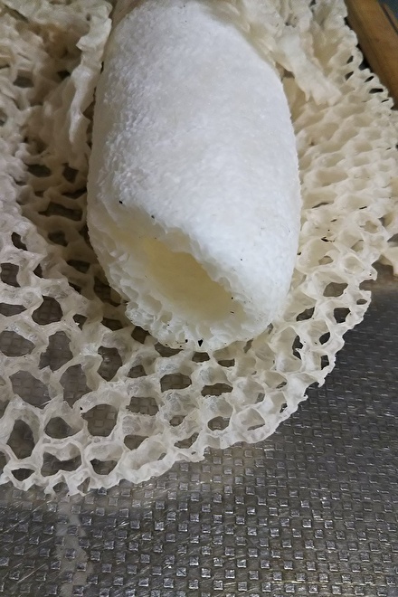 スッポンタケの幼菌が群生 : 大小迫 つむぎの家