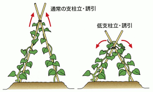 きゆうり、主枝一本仕立てでやってみたプリメロ菜園通信