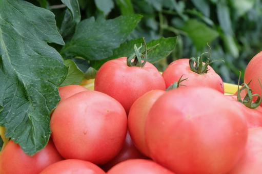 9000以上の無料トマト&野菜画像 - Pixabay