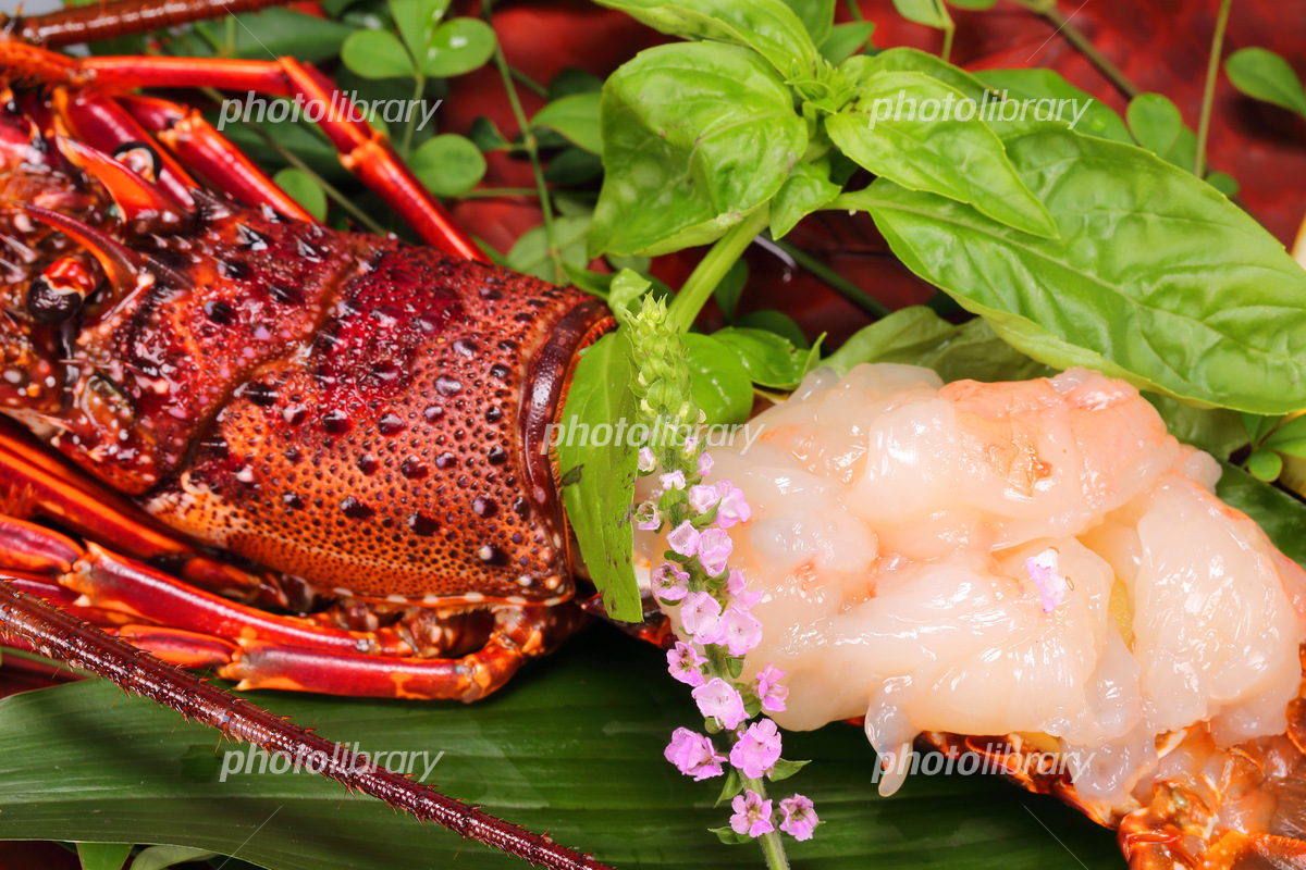 伊勢海老のお造りのイラスト素材4955297- PIXTA