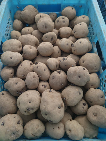 じゃがいもの芽は危険！中毒症状から取り除く方法や保管方法まで徹底解説！ - E・レシピ 1 1ページ