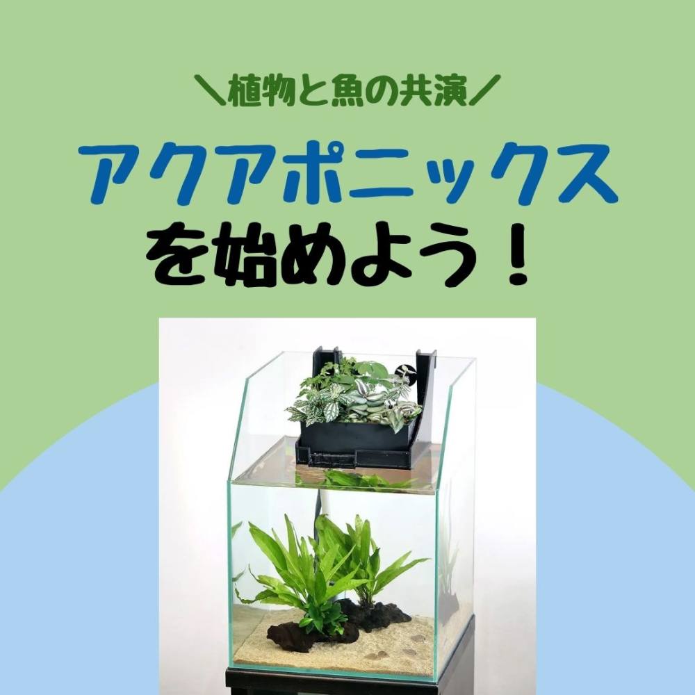 メダカでも可能なアクアポニックスとは？育てられる野菜や植物も解説