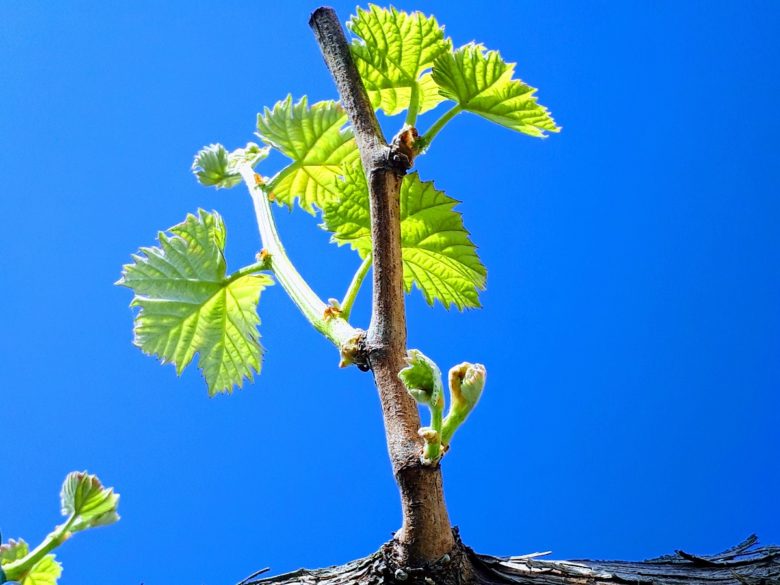 図解 ブドウの剪定方法は？ 実施時期と、品種別の作業手順