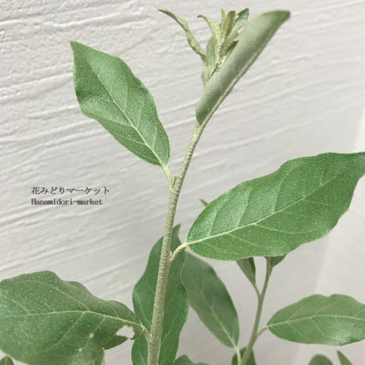 ホソグミElaeagnus angustifolia