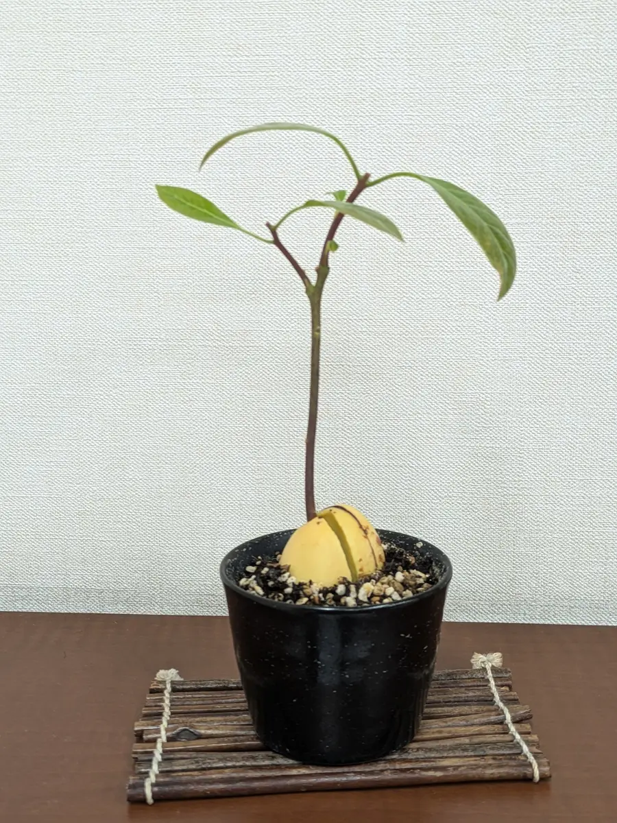 アボカドの食べ頃の見分け方とは？選び方から追熟方法まで徹底解説