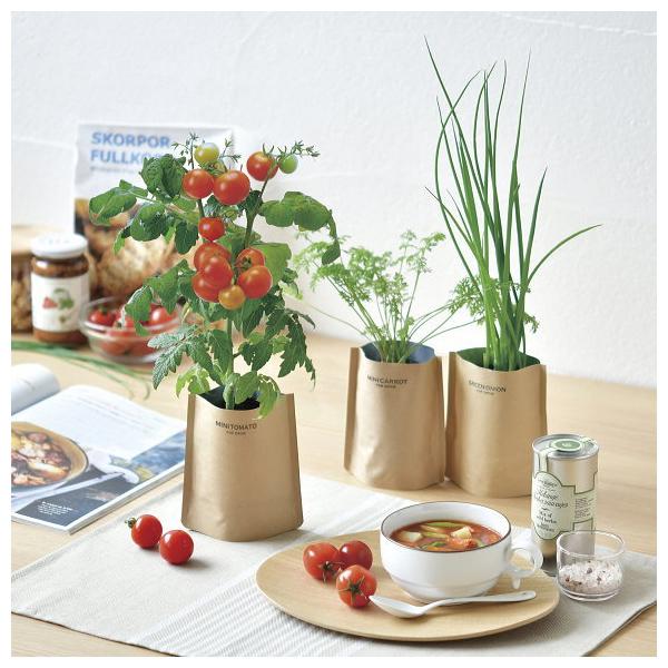 育てるスープ ミニキャロット栽培キット にんじん 聖新陶芸