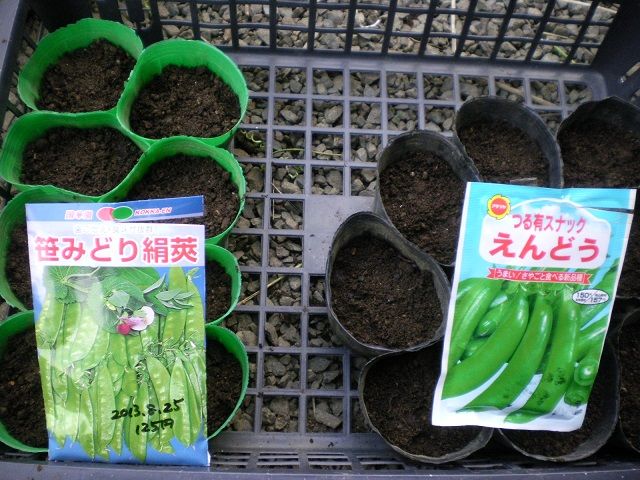 Sowing snap pea seedsPart 119 11 6 - YouTube
