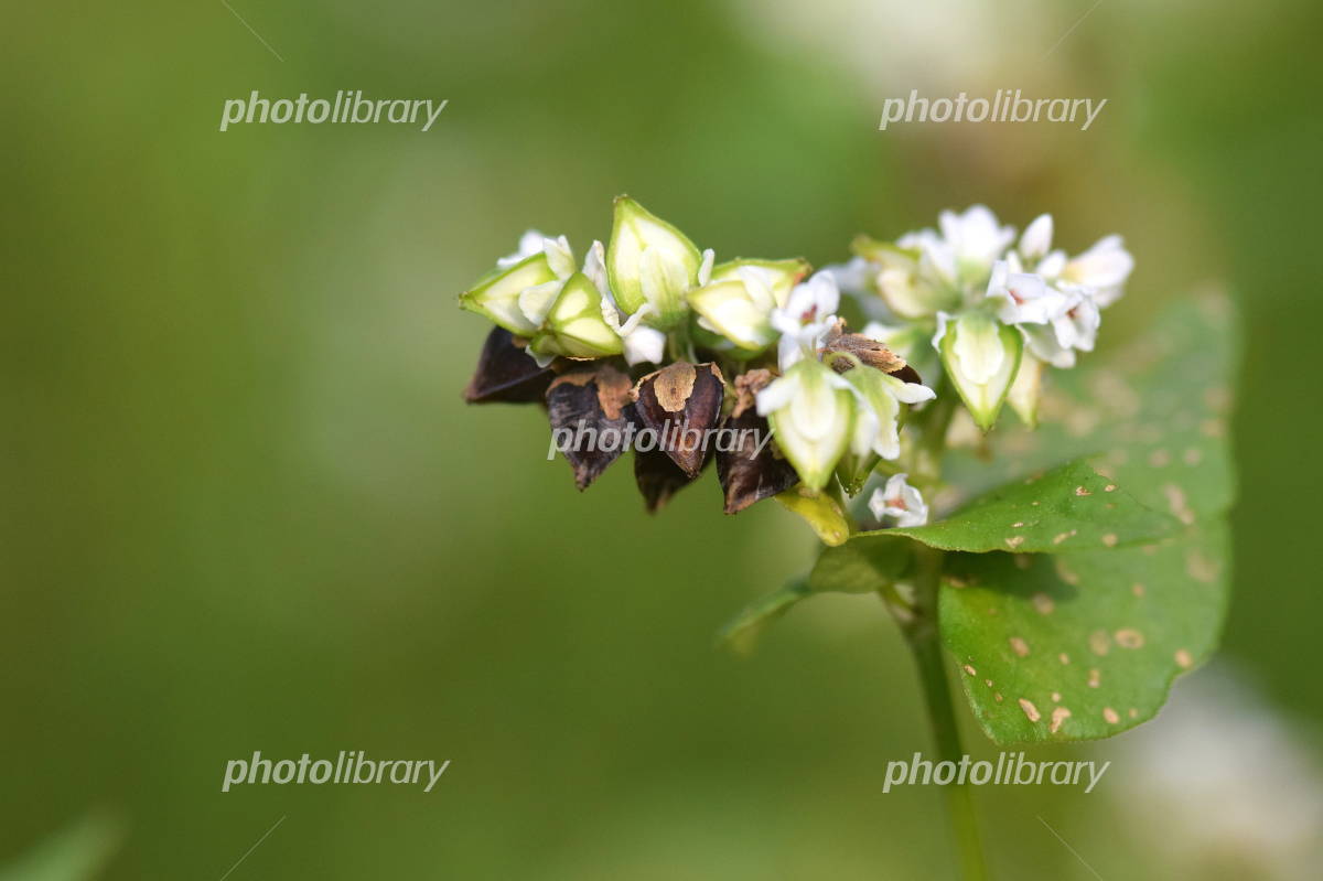 蕎麦の実と花 写真素材3837688- フォトライブラリ