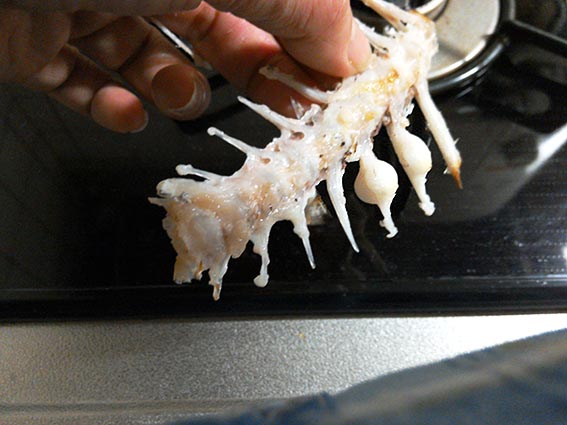 真鯛切身で塩釜焼作ってみた