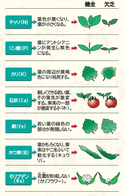 葉を食べる野菜花や野菜の種子・苗の販売 市川種苗店