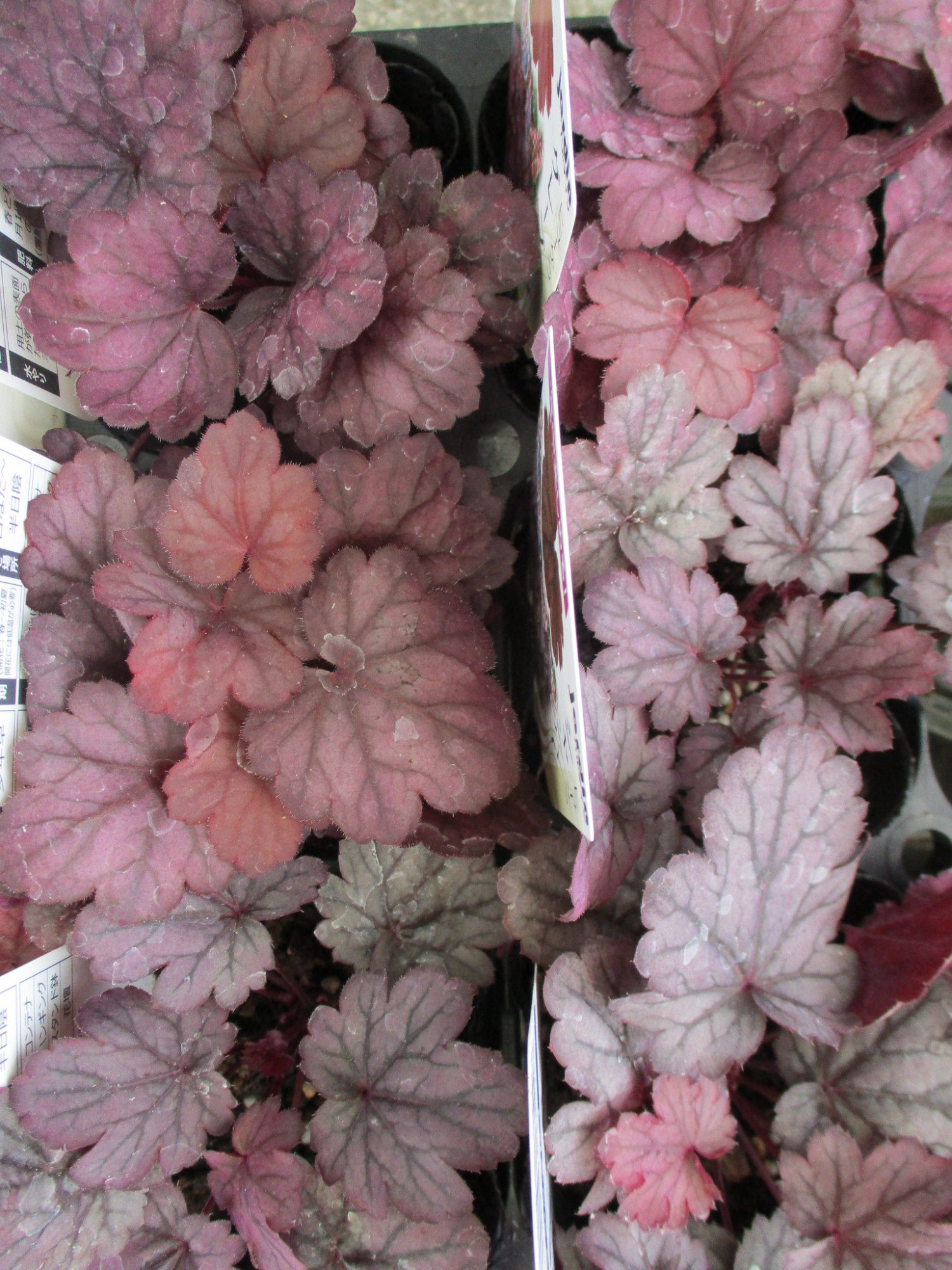 サントリナ コットンラベンダー ５号ポットすべての商品橋本種苗園オンラインストア