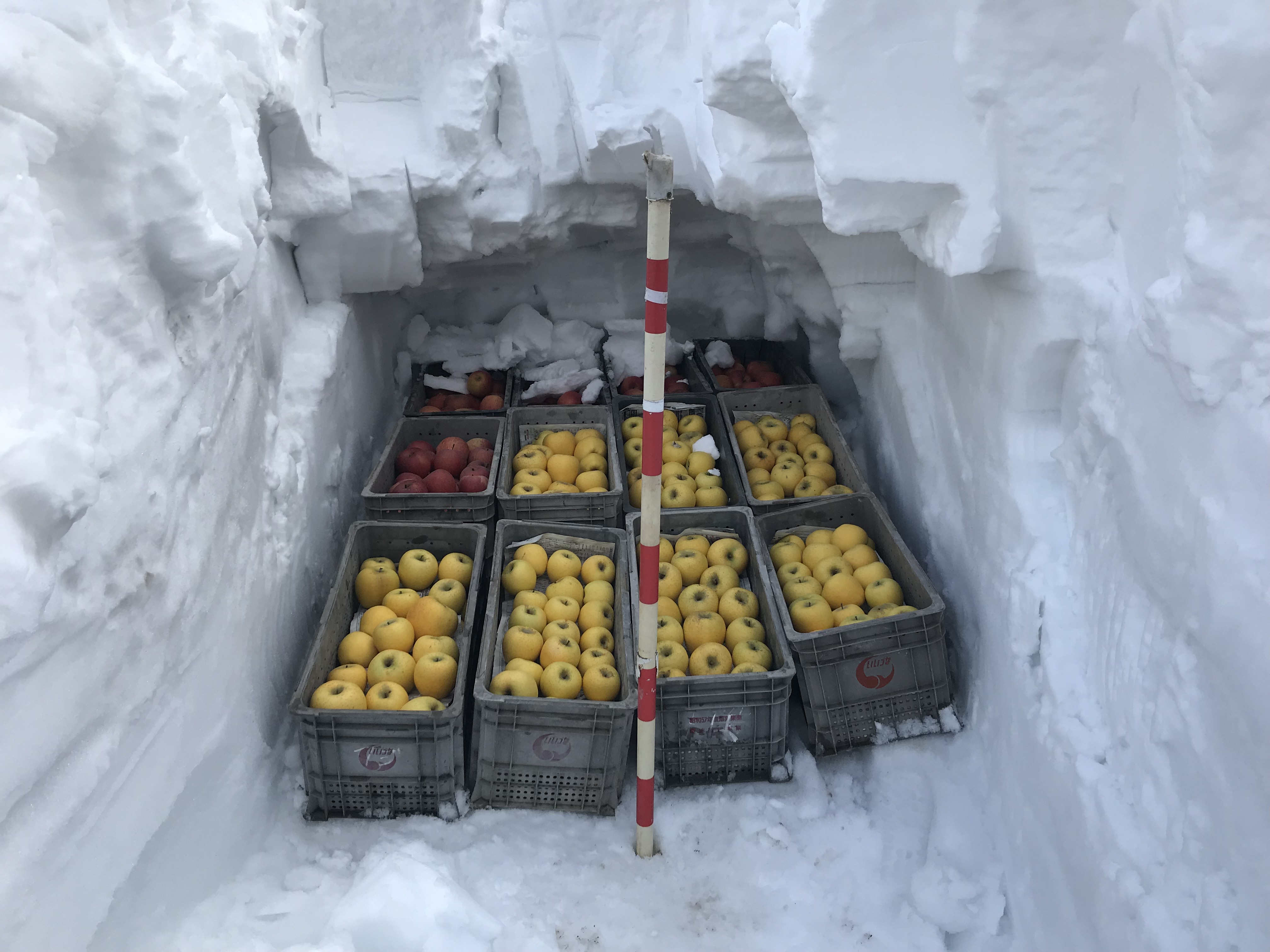 りんごは長期保存できる☝︎ りんごが収穫できるのは秋〜冬の間だけ。 でも、1年中売られているのは どうしてだか知ってますか？？CO2濃度や温度を管理した施設で貯蔵して りんごの呼吸ををコントロールすることで 長期貯蔵が可能になっているのです☝︎ 簡単に言うと