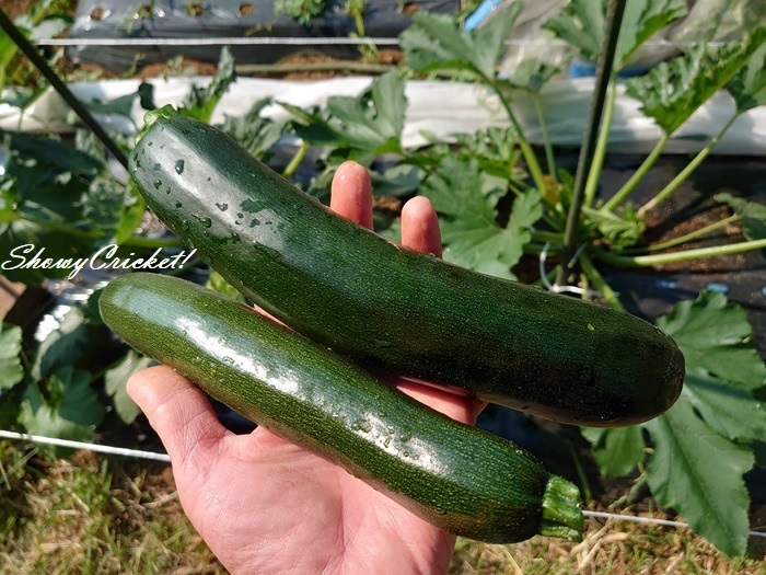 ズッキーニの病気と害虫症状の特徴と防除方法やまむファーム